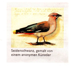 Seidenschw. Zeit - Arbeitskopie 2