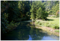 Wisent August 2013  907